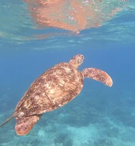Tortue de mer nageant près des récifs coralliens dans l’eau claire à Gili Trawangan en Indonésie