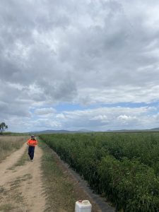 Ferme de piments avec vue sur le paysage rural du Queensland en Australie