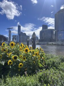 vue sur Brisbane depuis South Bank avec des tournesols