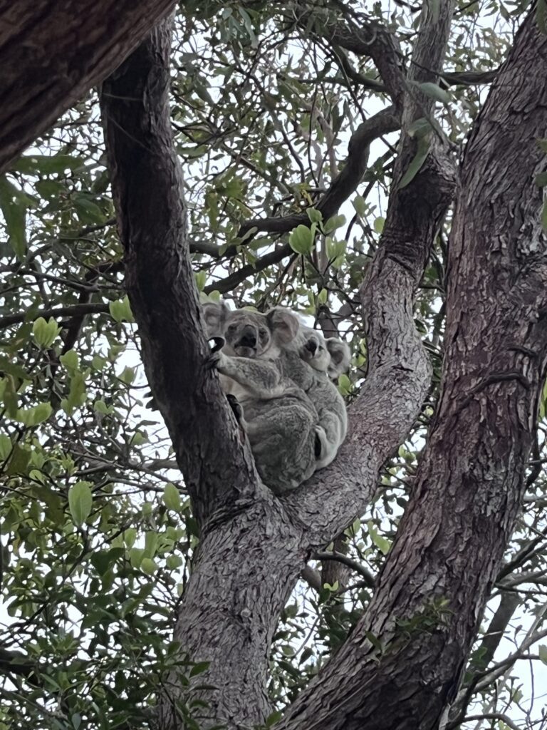 koala sauvage dans un arbre à Magnetic Island Australie