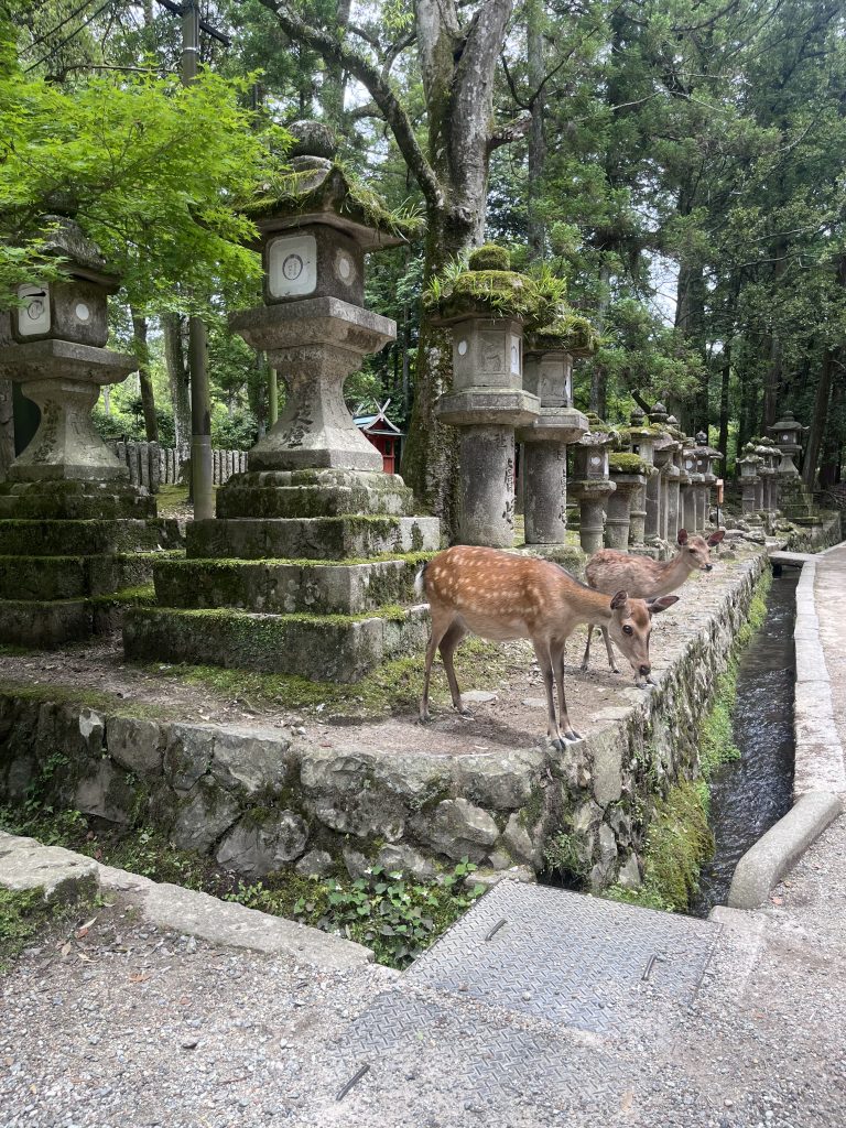 Cerfs sikas dans le parc de Nara devant les lanternes menant au temple, Japon