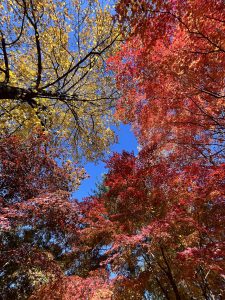 paysage d’automne à Nami Island avec arbres colorés