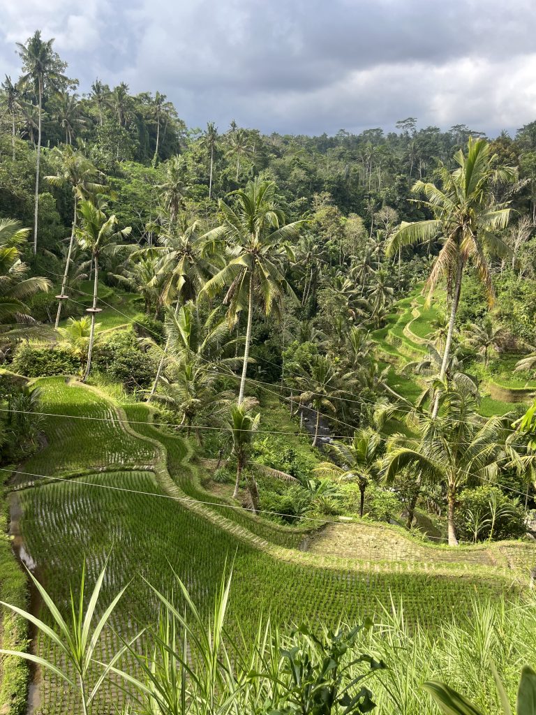 Rizières en terrasse à Bali en Indonésie