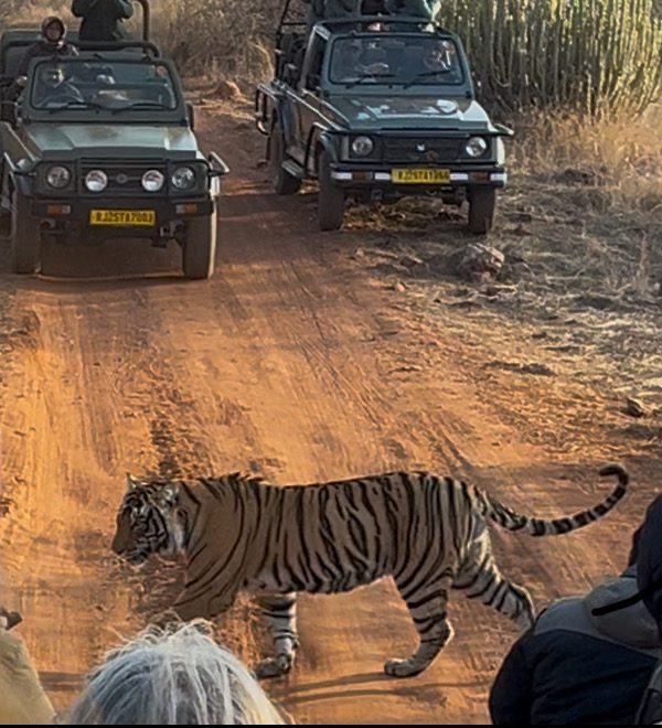 Tigre du Bengale dans le parc national de Ranthambore en Inde.