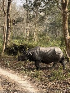 Rhinocéros unicorne indien en liberté dans la végétation du parc national de Chitwan, au Népal, photographié depuis une jeep de safari